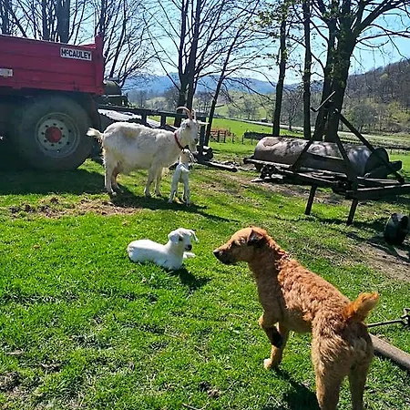 Gospodarstwo agroturystyczne Stybeck Farm