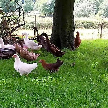 Stybeck Farm Gospodarstwo agroturystyczne Thirlmere