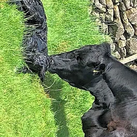 Gospodarstwo agroturystyczne Stybeck Farm Thirlmere
