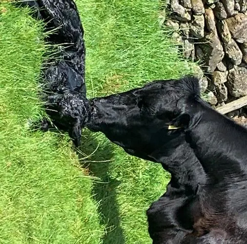 Lantgård Stybeck Farm Thirlmere